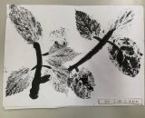 303-25王杉如