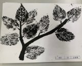 303-23王顗雅