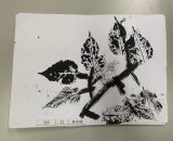 303-21蔡昀臻