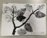 303-10楊久紘
