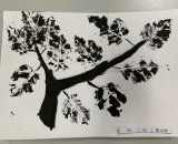 302-05陳泊源