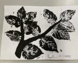 301-21林妤諺