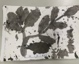 301-07陳宣名