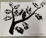 301-03游明樺